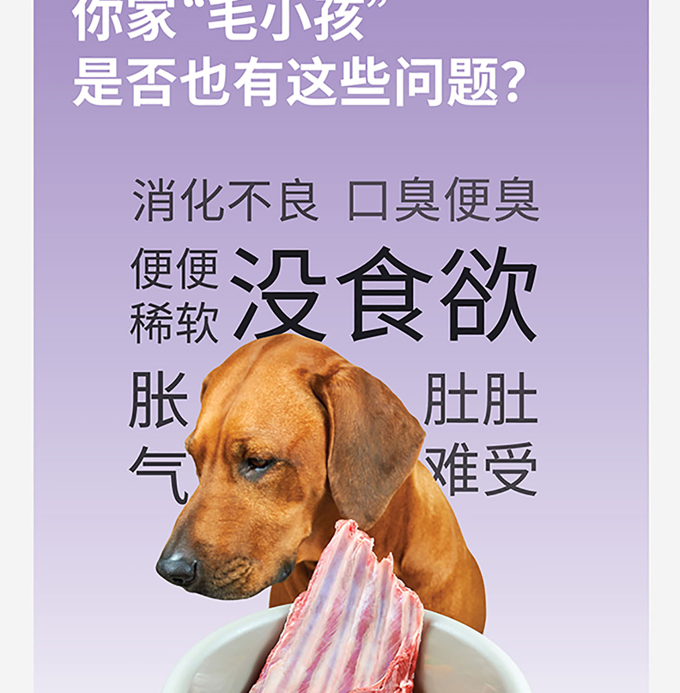 猫犬用益生菌肠胃粉详情图